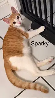 Sparky photo 2