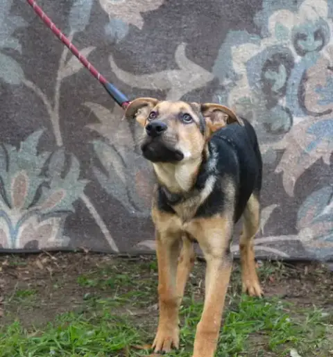 Ranger-5Month Sweetboy Neuter Contract Required$75