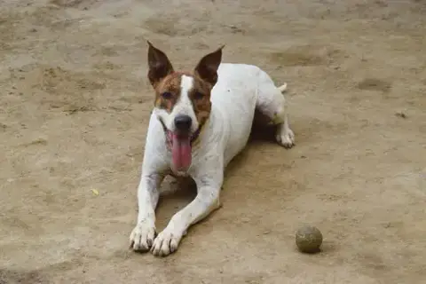 Diva photo 2