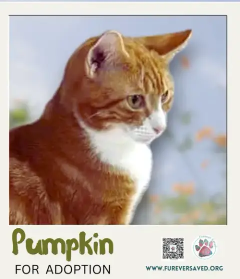 Pumpkin photo 3