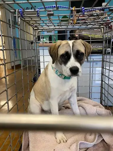 Rosie