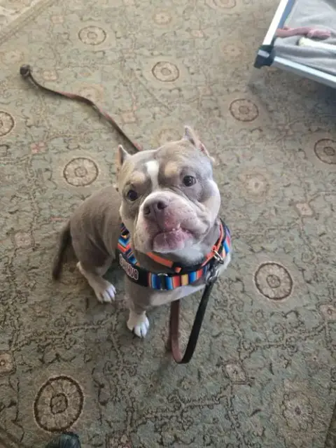 Ozzy