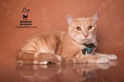 Leo