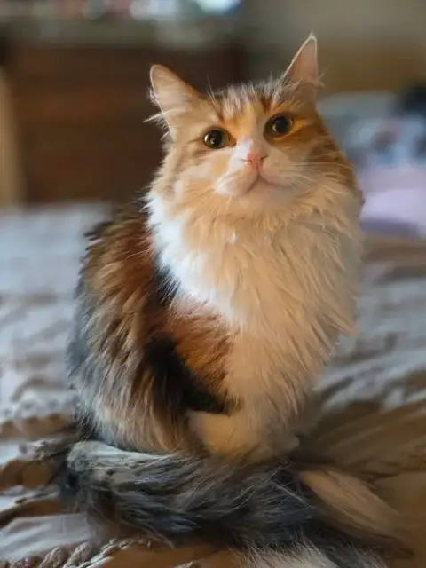 Ginger
