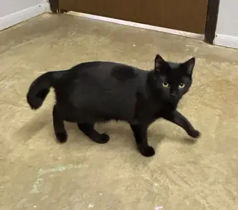 Shakula