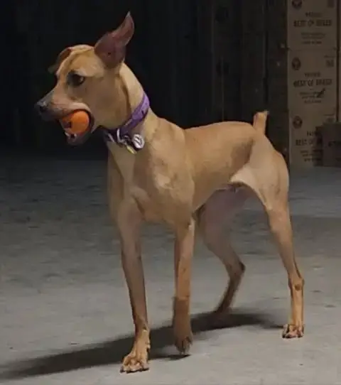 Bohdi photo 5