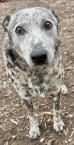 *Stanley