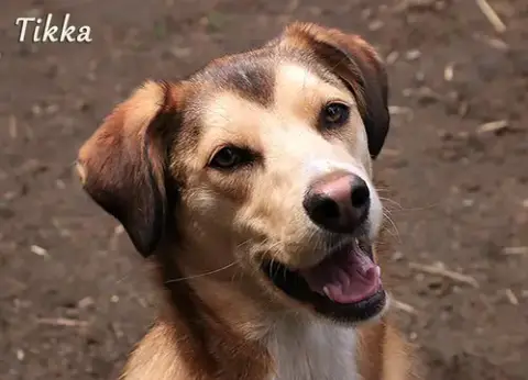 Tikka photo 2