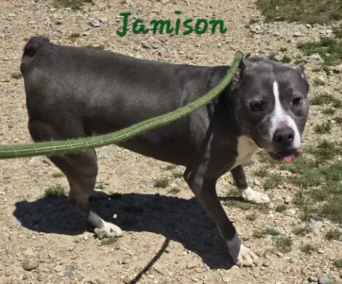 Jamison photo 5