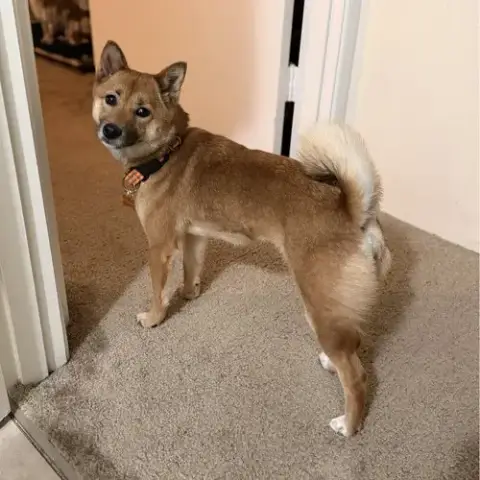 Foxy photo 3