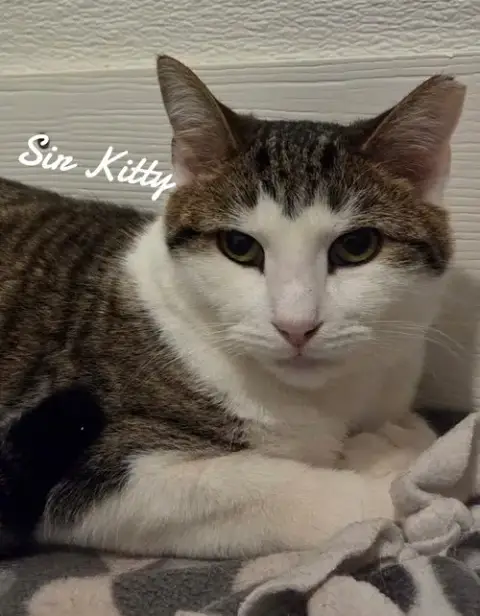 Sir Kitty photo 3