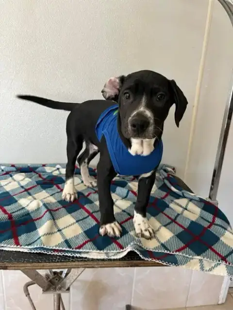 Coffee Puppies photo 2