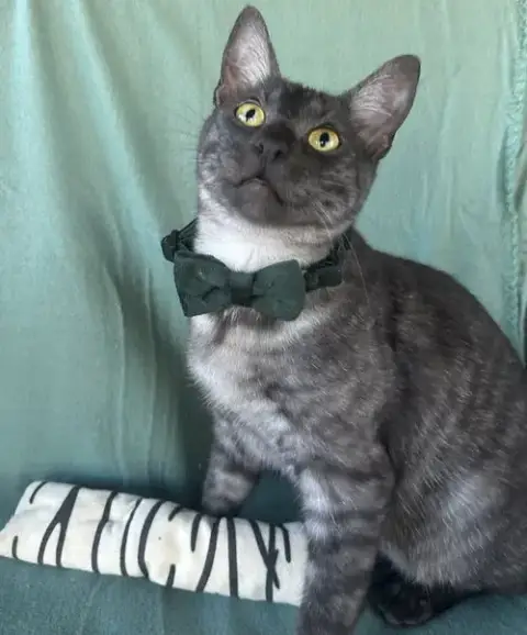 Mercury