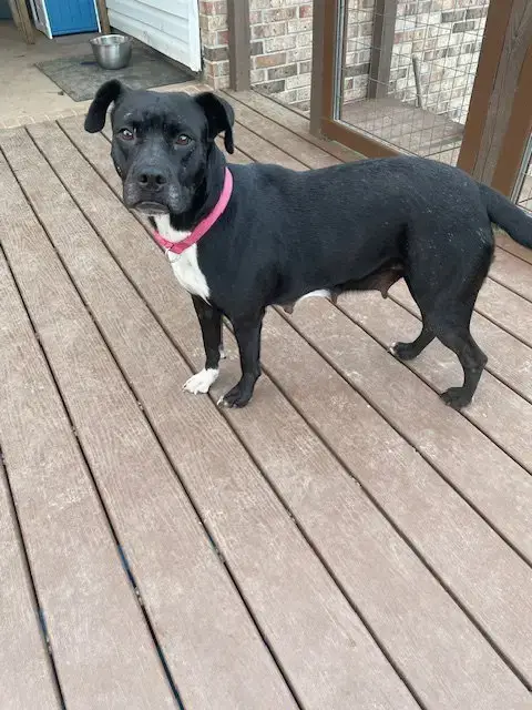Pepper photo 4