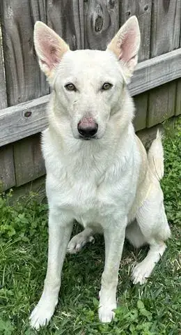 Chica