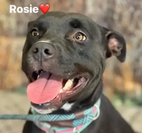Rosie