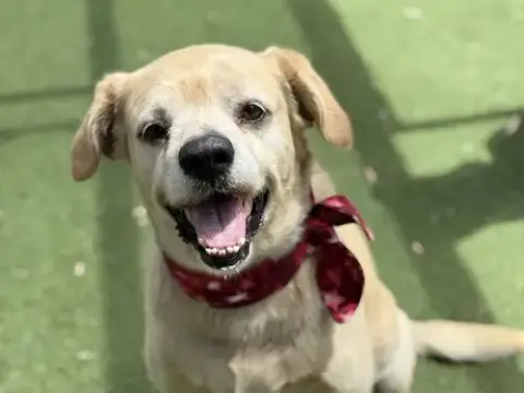 Maximus