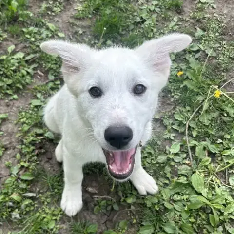 Maple photo 3