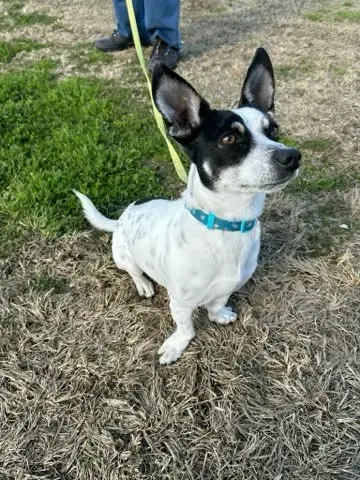 Nacho photo 3