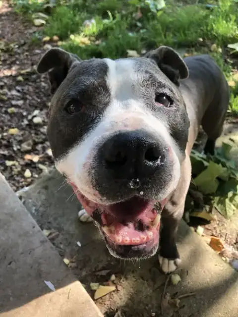 Rocky *Foster Needed* photo 2