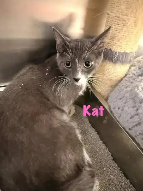 Kat