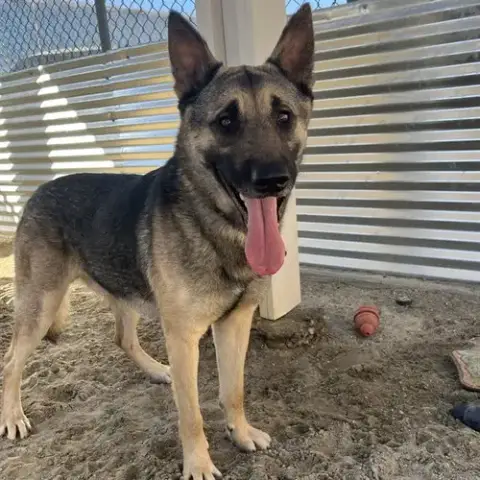 Max