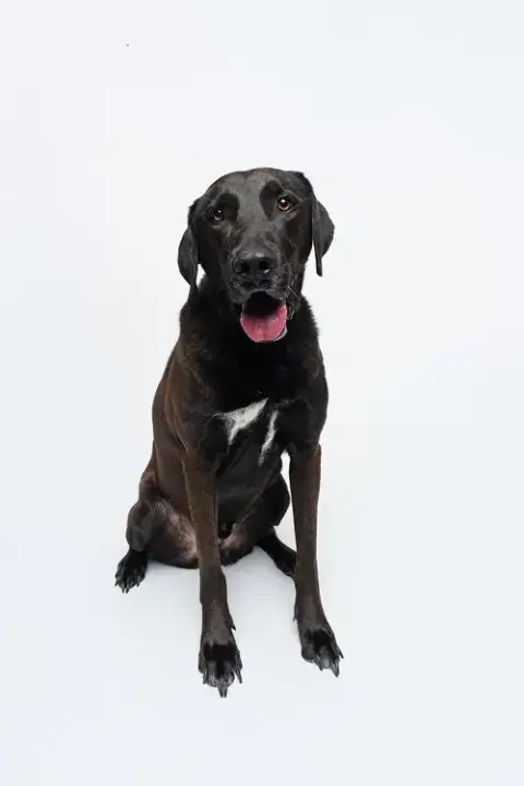 Levi photo 4