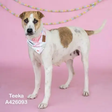 Teeka