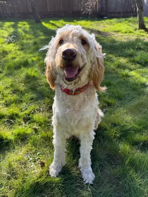 Ringo