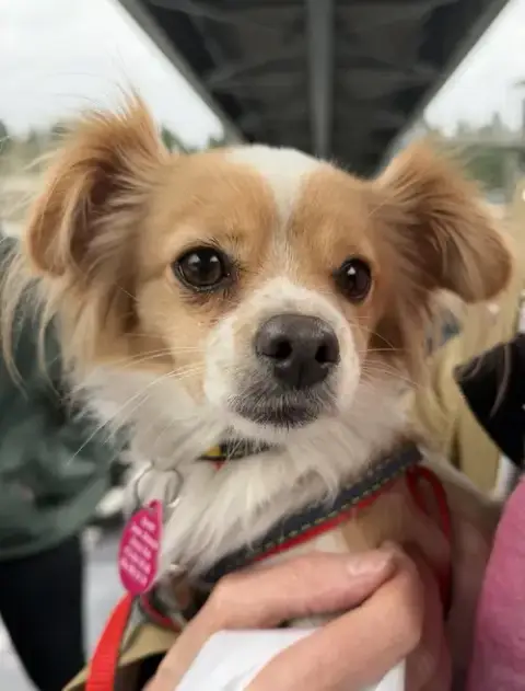 Sophia