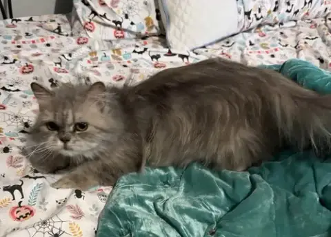 Bella