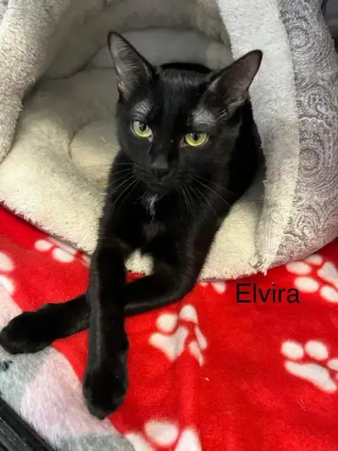 Elvira photo 2