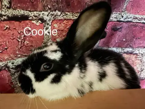 Cookie photo 5
