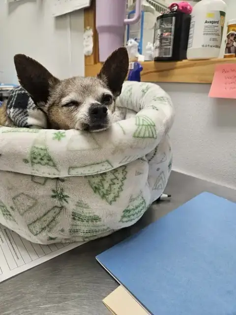 Taco photo 4