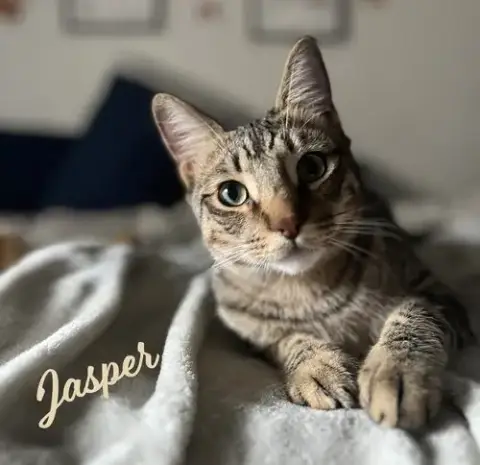 Jasper #Car-Stowaway