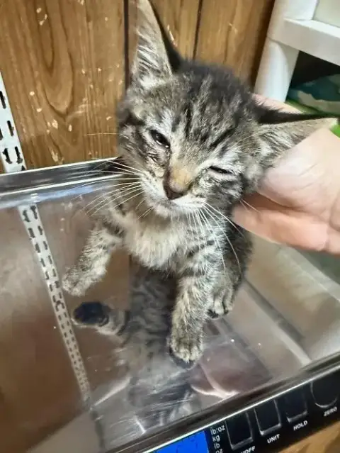 Cat 27541 photo 4