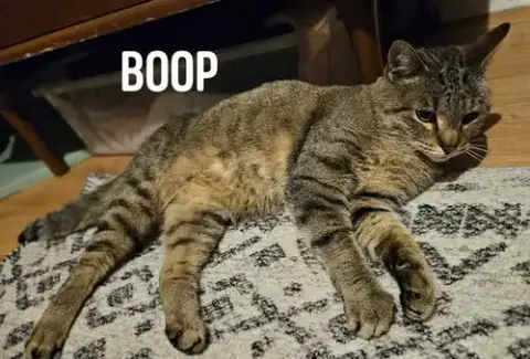 Boop photo 5
