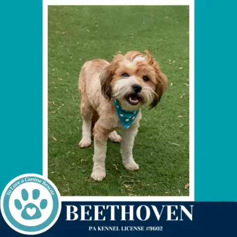 Beethoven photo 3