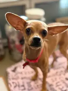 Chia photo 2