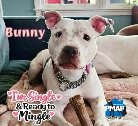 Bunny