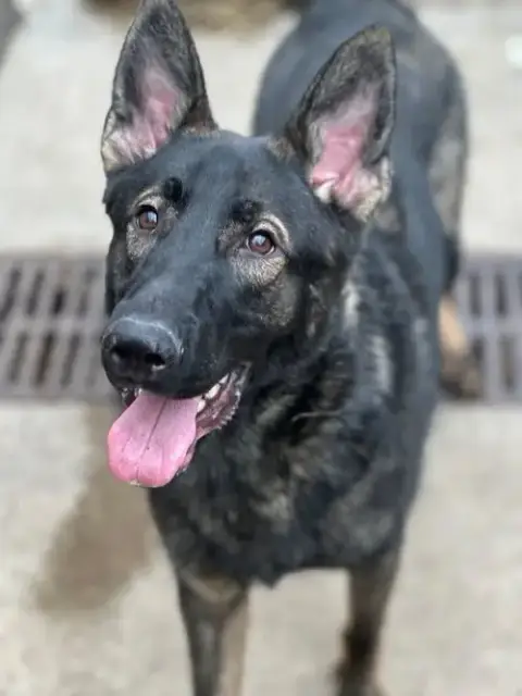 Chewy