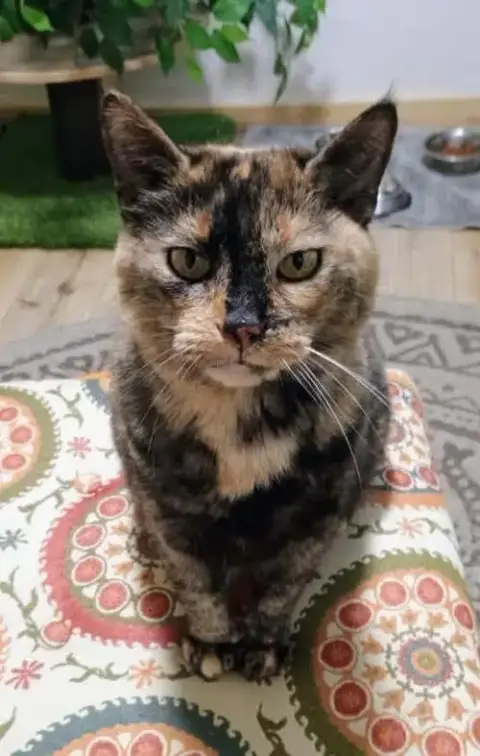 Kiki