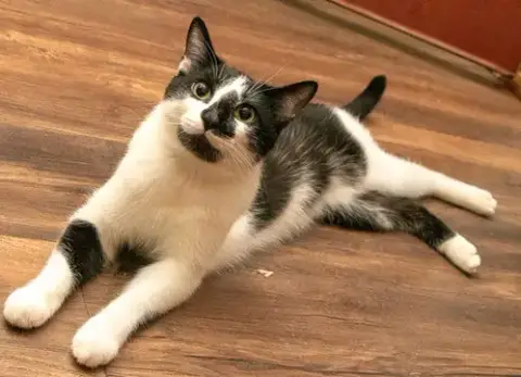 Biscuit Catio photo 4
