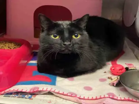 Kitty Kitty