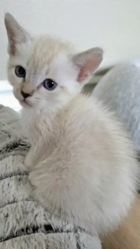 Juliet photo 3