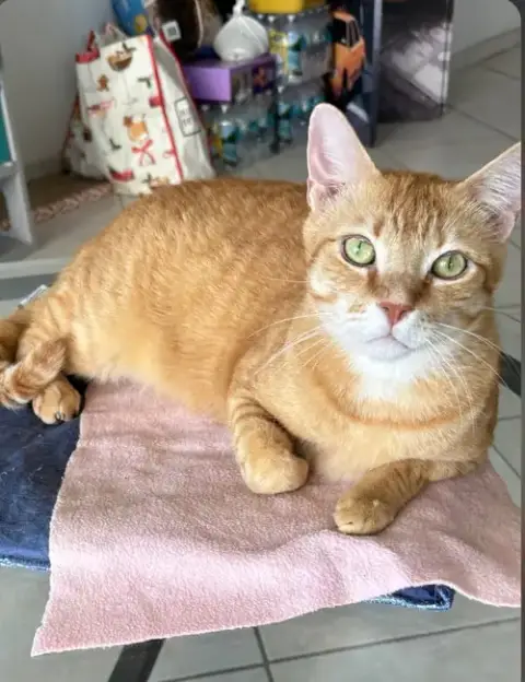 Mango