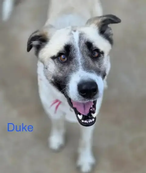 Duke photo 3