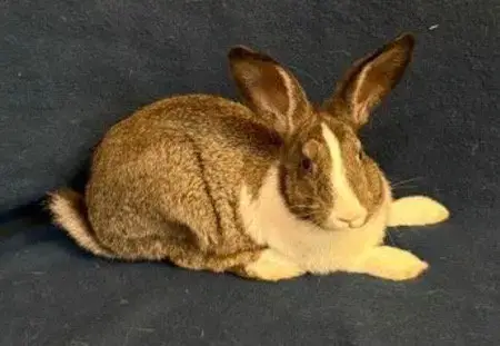 Peanut photo 3