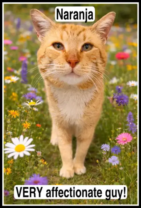 Naranja