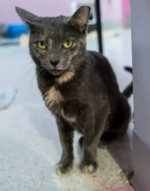 Purrlina Mae